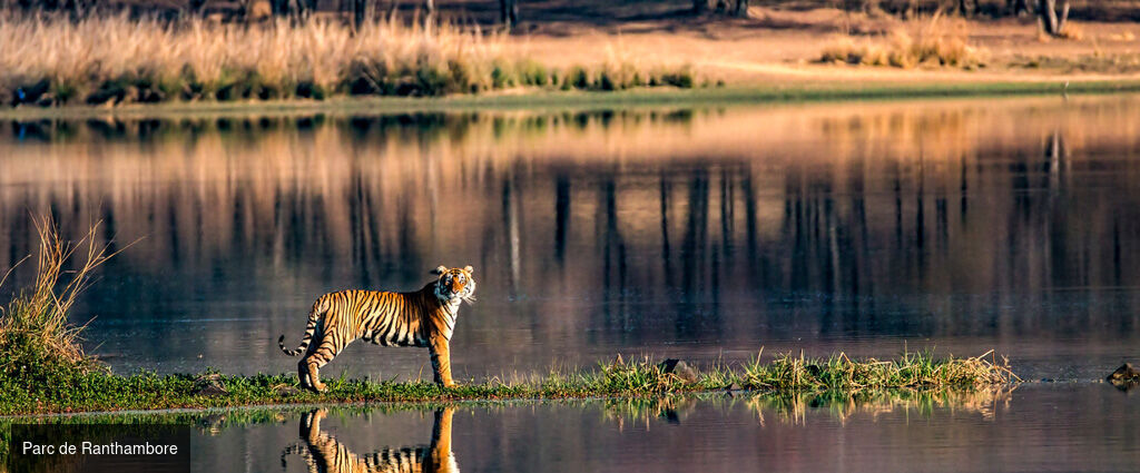 Des temples du Rajasthan aux tigres de Ranthambore -  - Inde