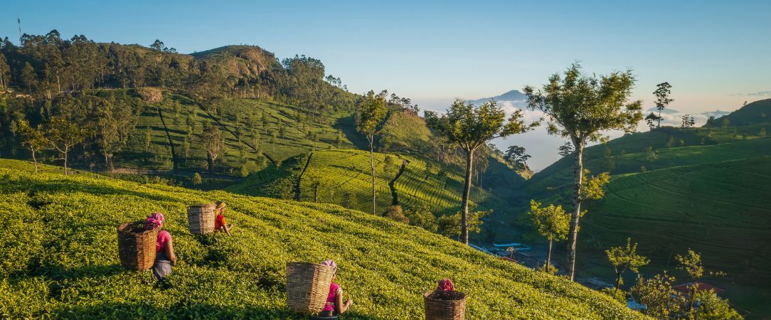 Luxe & traditions au Sri Lanka - Circuit privatif luxueux de 9, 11 ou 13 nuits au plus près de la nature dans les terres sri-lankaises. - Sri Lanka : de Colombo à Balapitiya