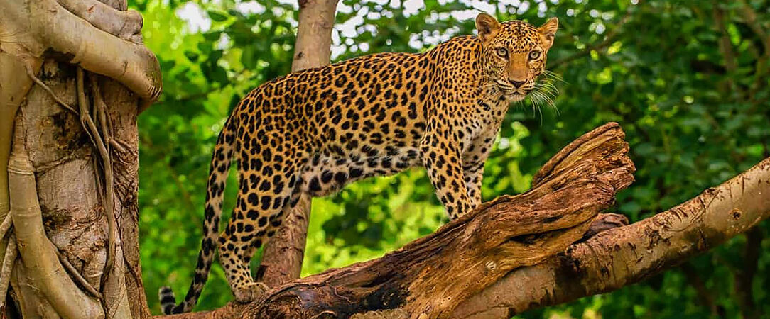 Luxe & traditions au Sri Lanka - Circuit privatif luxueux de 9, 11 ou 13 nuits au plus près de la nature dans les terres sri-lankaises. - Sri Lanka : de Colombo à Balapitiya