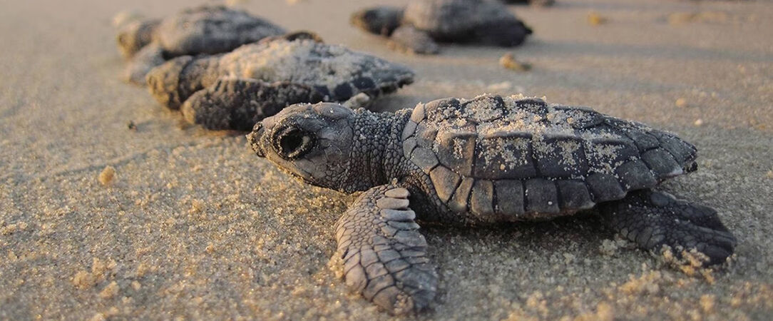 Luxe & traditions au Sri Lanka - Circuit privatif luxueux de 9, 11 ou 13 nuits au plus près de la nature dans les terres sri-lankaises. - Sri Lanka : de Colombo à Balapitiya