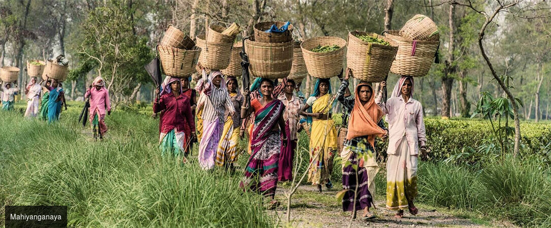 Luxe & traditions au Sri Lanka - Circuit privatif luxueux de 9, 11 ou 13 nuits au plus près de la nature dans les terres sri-lankaises. - Sri Lanka : de Colombo à Balapitiya