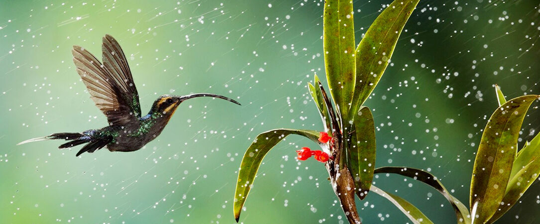 Le Costa Rica sous toutes les coutures -  - Costa Rica