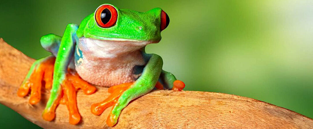 Le Costa Rica sous toutes les coutures -  - Costa Rica