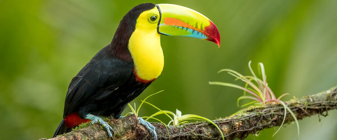 Le Costa Rica sous toutes les coutures -  - Costa Rica