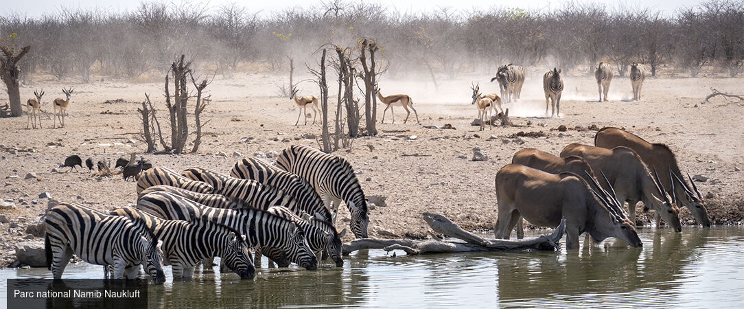 Circuit groupé : À travers la faune et la flore de la Namibie - Entre safari et rencontre avec le peuple Himba, explorez cette destination fascinante à travers les plus beaux paysages du pays. - Namibie
