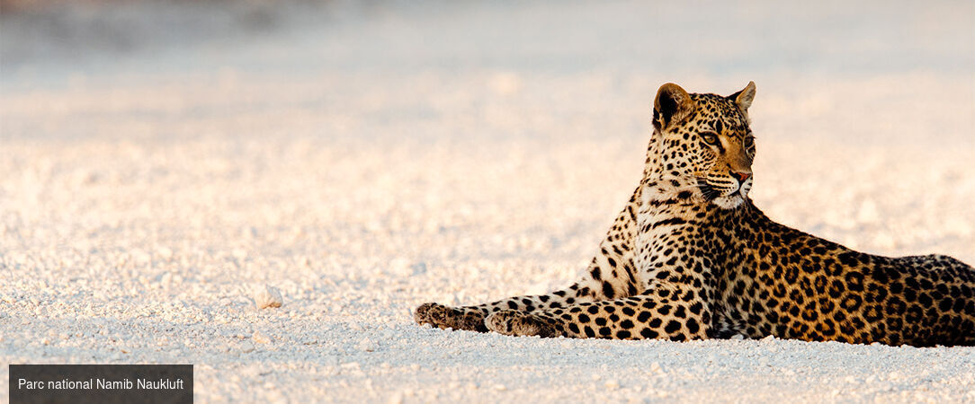 Circuit groupé : À travers la faune et la flore de la Namibie - Entre safari et rencontre avec le peuple Himba, explorez cette destination fascinante à travers les plus beaux paysages du pays. - Namibie