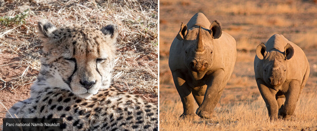 Circuit groupé : À travers la faune et la flore de la Namibie - Entre safari et rencontre avec le peuple Himba, explorez cette destination fascinante à travers les plus beaux paysages du pays. - Namibie