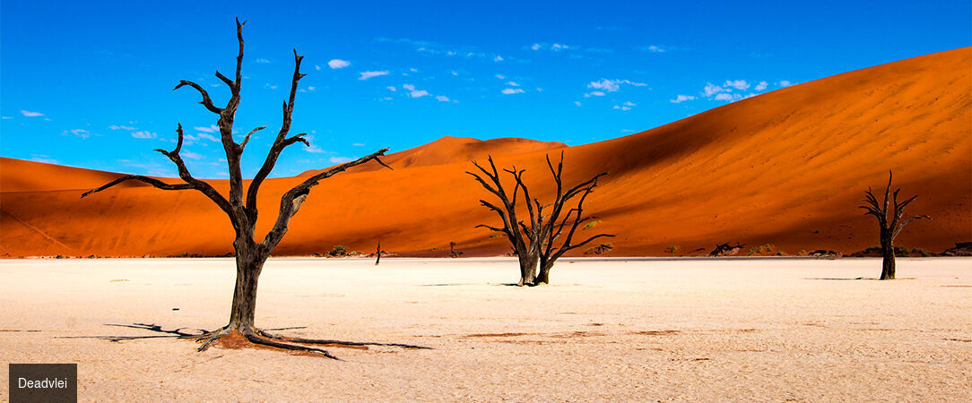 Circuit groupé : À travers la faune et la flore de la Namibie - Entre safari et rencontre avec le peuple Himba, explorez cette destination fascinante à travers les plus beaux paysages du pays. - Namibie