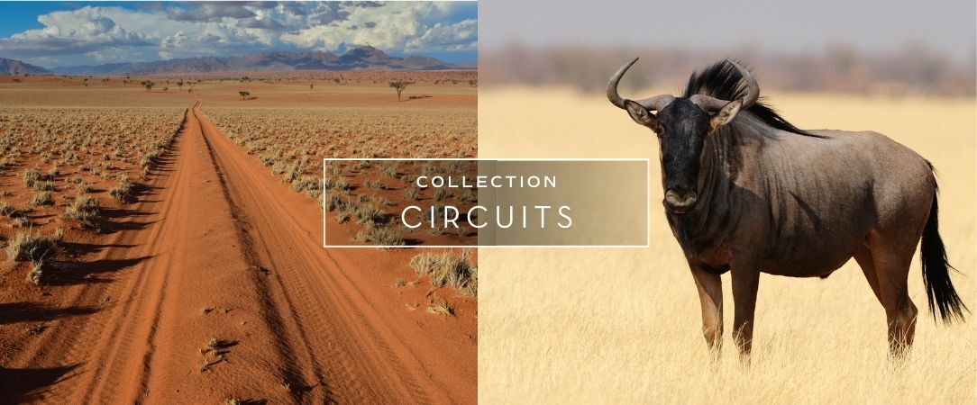 Circuit groupé : À travers la faune et la flore de la Namibie - Entre safari et rencontre avec le peuple Himba, explorez cette destination fascinante à travers les plus beaux paysages du pays. - Namibie