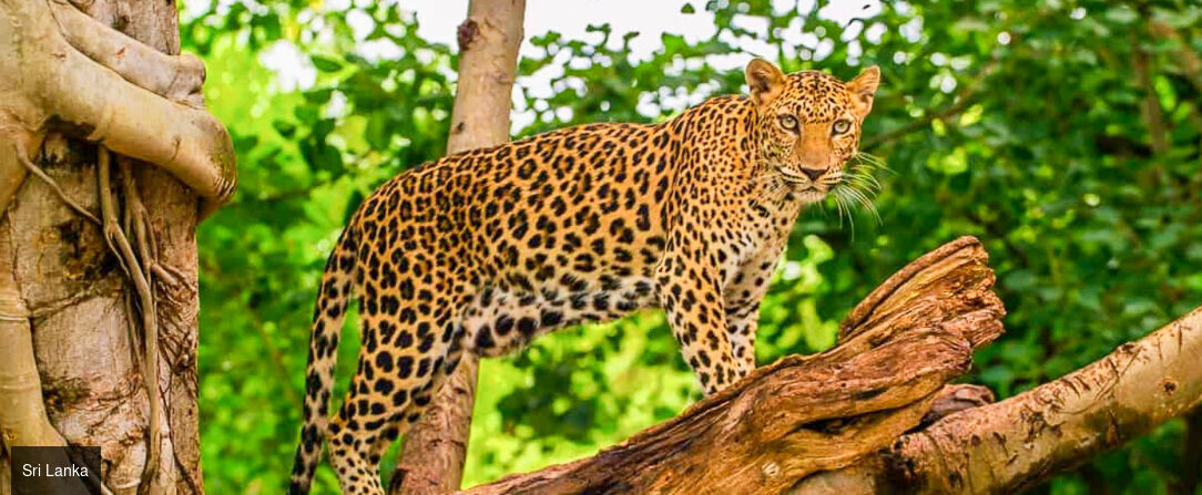 Circuit privatif : à la découverte des trésors des Maldives et du Sri Lanka - Merveilleux voyage, des merveilles du Sri Lanka aux plages paradisiaques des Maldives. - Sri Lanka et Maldives