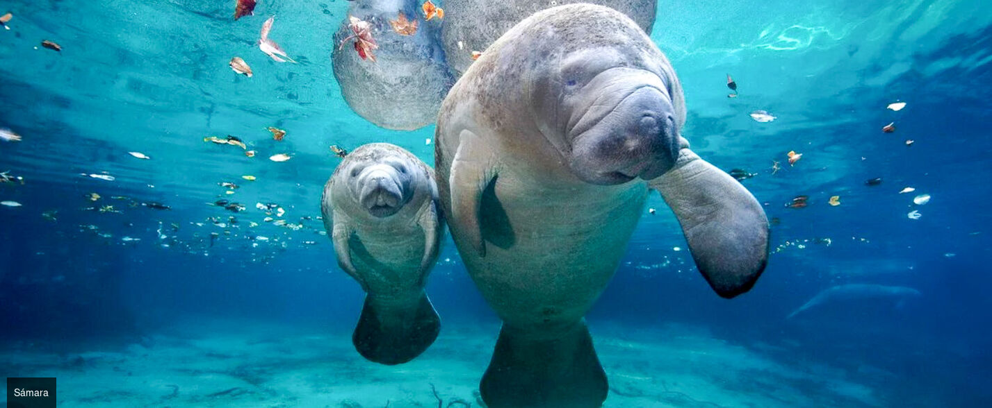 Le Costa Rica entre forêts et plages - Circuit groupé de 10 nuits entre nature, volcans, forêts et plages. - Costa Rica : de San José à Sámara