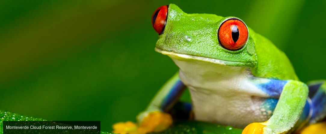Circuit : Les incontournables du Costa Rica avec un séjour à Tamarindo - Costa Rica : nature chantante, volcans dansants ; un tableau de rêve sur un air de Pura Vida. - Costa Rica