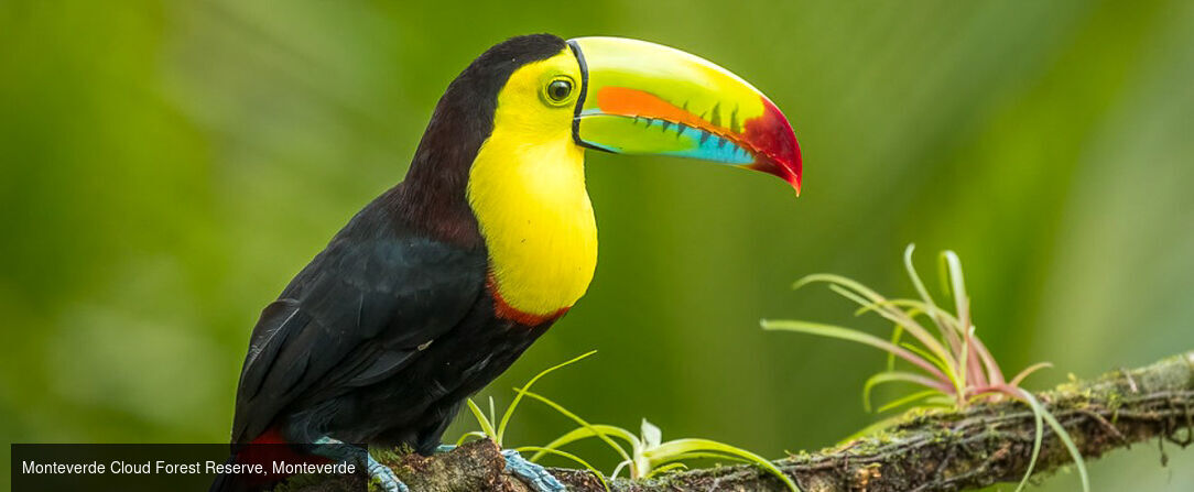 Circuit : Les incontournables du Costa Rica avec un séjour à Tamarindo - Costa Rica : nature chantante, volcans dansants ; un tableau de rêve sur un air de Pura Vida. - Costa Rica