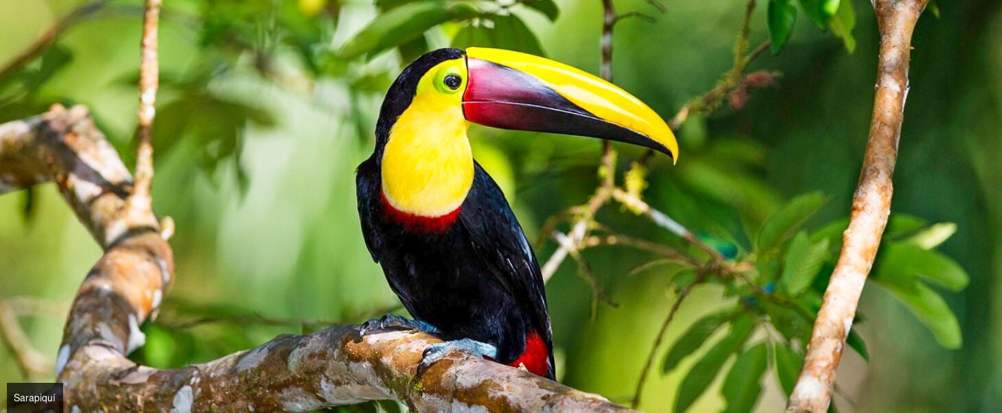 Circuit groupé : Forêt tropicale et plage ensoleillée au Costa Rica -  - Costa Rica