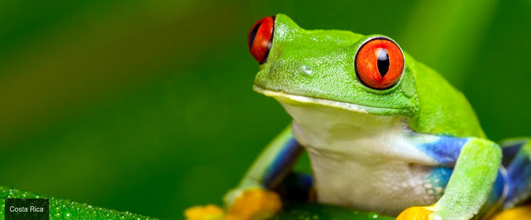 À la découverte du Costa Rica - Road trip d’exception au Costa Rica, entre nature luxuriante, volcans majestueux et plages paradisiaques. - Costa Rica