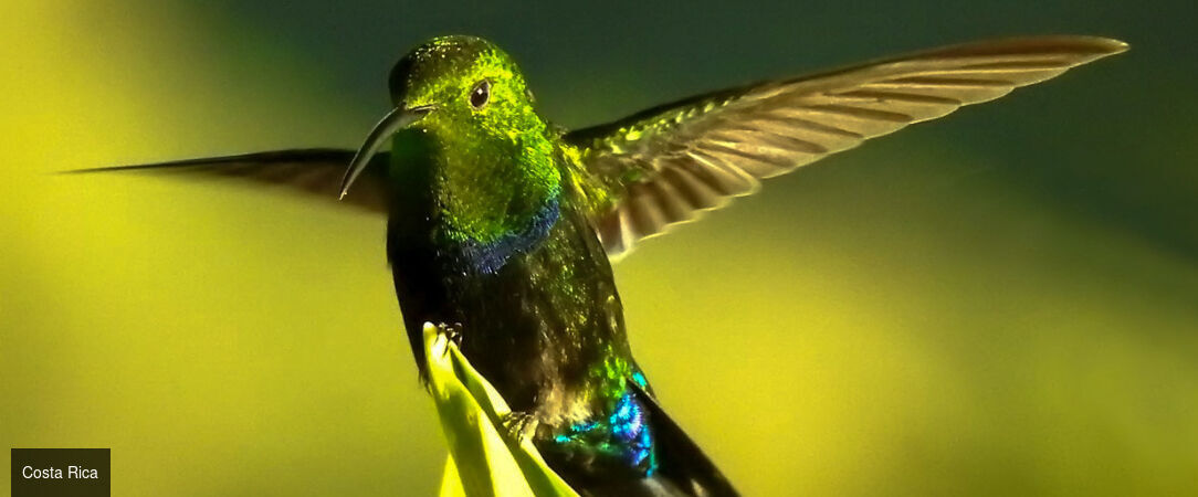 À la découverte du Costa Rica - Road trip d’exception au Costa Rica, entre nature luxuriante, volcans majestueux et plages paradisiaques. - Costa Rica