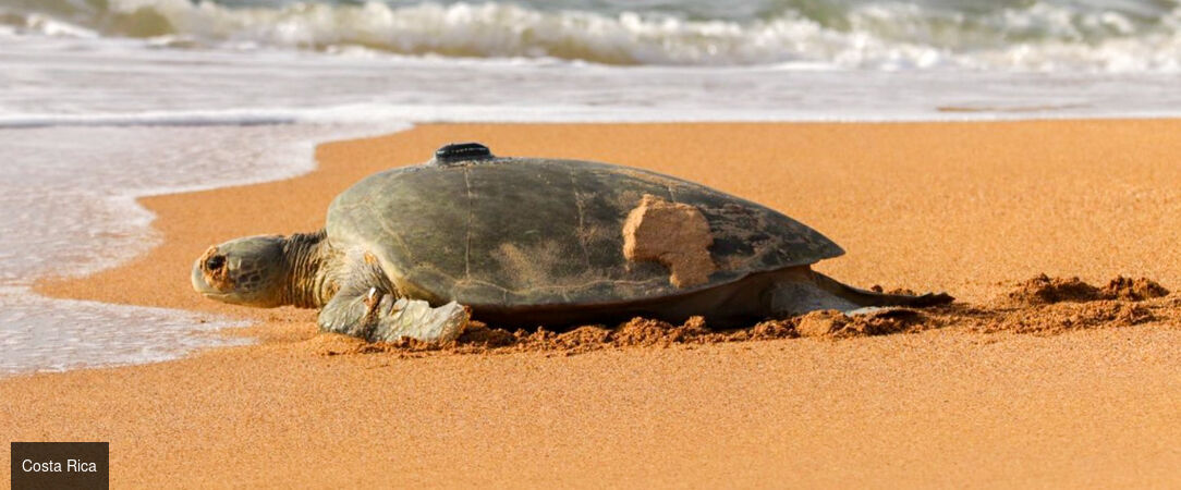 À la découverte du Costa Rica - Road trip d’exception au Costa Rica, entre nature luxuriante, volcans majestueux et plages paradisiaques. - Costa Rica