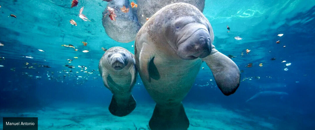 À la découverte du Costa Rica - Road trip d’exception au Costa Rica, entre nature luxuriante, volcans majestueux et plages paradisiaques. - Costa Rica