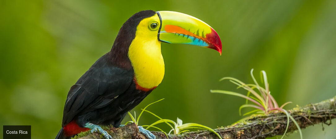 À la découverte du Costa Rica - Road trip d’exception au Costa Rica, entre nature luxuriante, volcans majestueux et plages paradisiaques. - Costa Rica