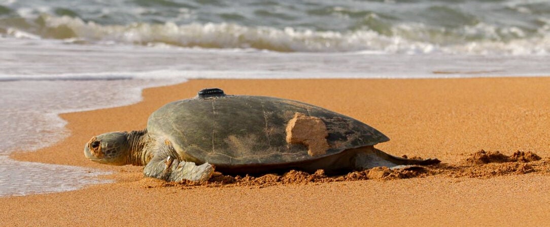 Circuit : Les incontournables du Costa Rica avec un séjour à Tamarindo -  - Costa Rica