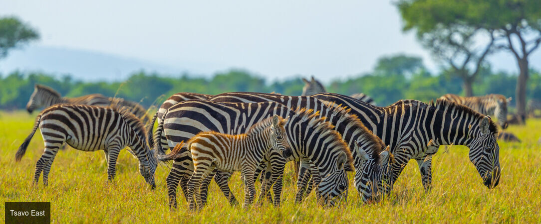 De la savane aux rivages de Diani Beach - Séjour de 10 nuits alliant 3 nuits de safari dans les parcs de Tsavo et d'Amboseli à une semaine de détente en All Inclusive sur la plage de Diani Beach. - Kenya