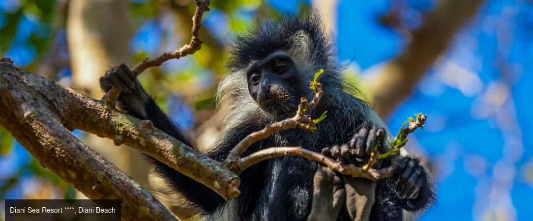 De la savane aux rivages de Diani Beach - Séjour de 10 nuits alliant 3 nuits de safari dans les parcs de Tsavo et d'Amboseli à une semaine de détente en All Inclusive sur la plage de Diani Beach. - Kenya