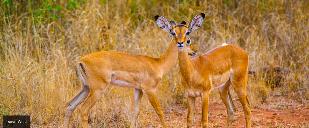 De la savane aux rivages de Diani Beach - Séjour de 10 nuits alliant 3 nuits de safari dans les parcs de Tsavo et d'Amboseli à une semaine de détente en All Inclusive sur la plage de Diani Beach. - Kenya