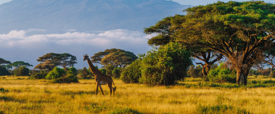 De la savane aux rivages de Diani Beach - Séjour de 10 nuits alliant 3 nuits de safari dans les parcs de Tsavo et d'Amboseli à une semaine de détente en All Inclusive sur la plage de Diani Beach. - Kenya