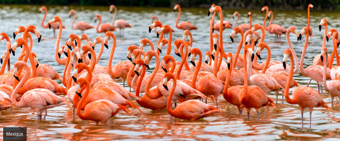 Voyage au Mexique : immersion au cœur de la jungle dans 3 Haciendas authentiques du Yucatán - Triptyque au Mexique : haciendas, terres sauvages, luxe et traditions. - Mexique