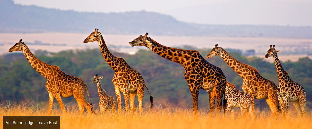 Voyage au Kenya entre plage et savane - Séjour de 6 à 14 nuits au Kenya, entre safaris dans le Tsavo East et plages turquoise de Watamu, en formule All Inclusive. - Kenya : Watamu & Tsavo East