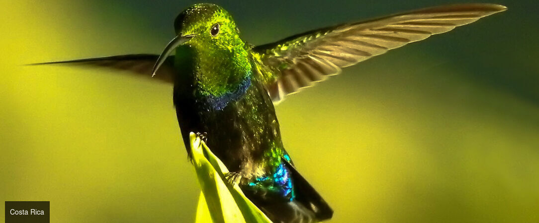 Le meilleur du Costa Rica et détente sur les plages de Bocas del Toro - Dépaysement total au fil des paysages tropicaux : un voyage sublime au Costa Rica et à Panama. - Costa Rica