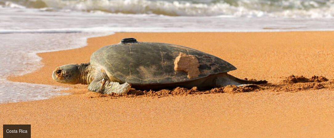 Le meilleur du Costa Rica et détente sur les plages de Bocas del Toro - Dépaysement total au fil des paysages tropicaux : un voyage sublime au Costa Rica et à Panama. - Costa Rica