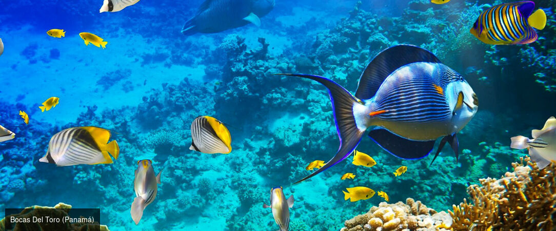 Le meilleur du Costa Rica et détente sur les plages de Bocas del Toro - Dépaysement total au fil des paysages tropicaux : un voyage sublime au Costa Rica et à Panama. - Costa Rica