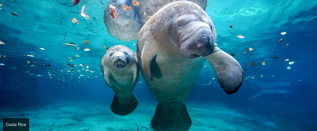 Le meilleur du Costa Rica et détente sur les plages de Bocas del Toro - Dépaysement total au fil des paysages tropicaux : un voyage sublime au Costa Rica et à Panama. - Costa Rica