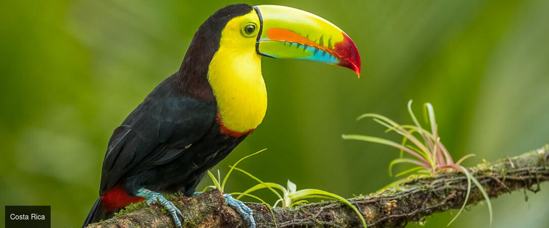 Le meilleur du Costa Rica et détente sur les plages de Bocas del Toro - Dépaysement total au fil des paysages tropicaux : un voyage sublime au Costa Rica et à Panama. - Costa Rica