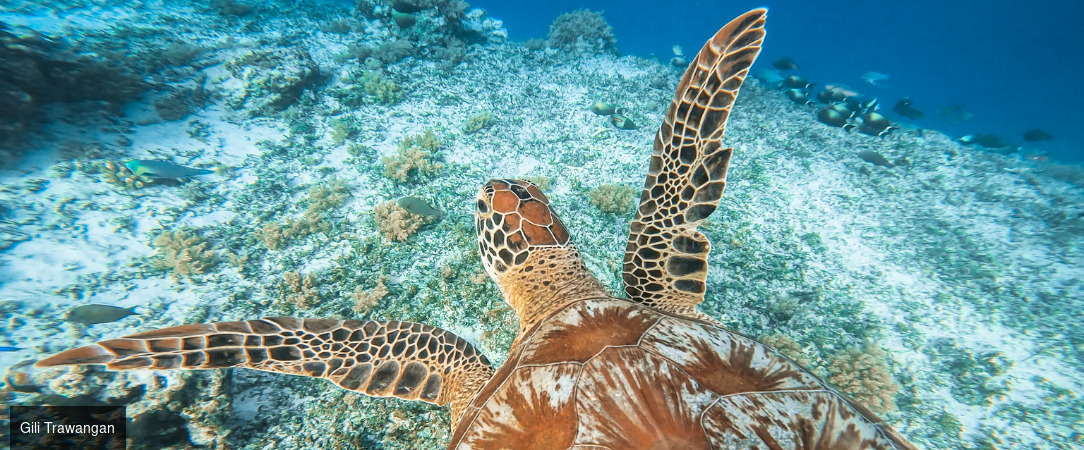 Voyage d’exception entre rizières, plages et luxe balinais - Ubud, Gili Trawangan, Canggu : trois étapes inoubliables pour découvrir Bali. - Indonésie : Ubud, Gili, Canggu