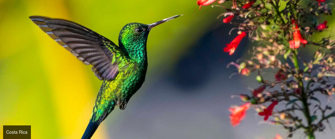 Circuit : jungle, plages et pura vida au Costa Rica - Un voyage inoubliable au cœur de la nature sauvage du Costa Rica. - Costa Rica