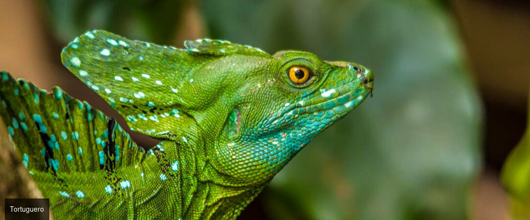 Circuit : jungle, plages et pura vida au Costa Rica - Un voyage inoubliable au cœur de la nature sauvage du Costa Rica. - Costa Rica