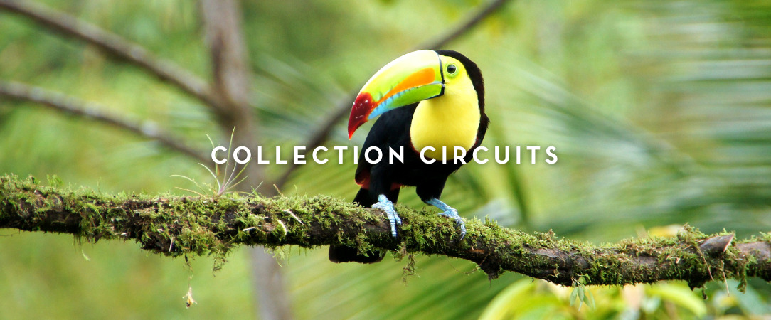 Circuit : jungle, plages et pura vida au Costa Rica - Un voyage inoubliable au cœur de la nature sauvage du Costa Rica. - Costa Rica