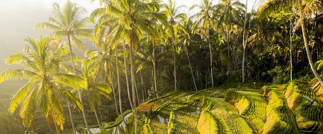Toutes les beautés indonésiennes à découvrir dans des hôtels luxueux -  - Bali : Ubud & Seminyak