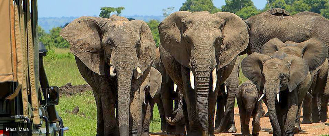 Voyage au cœur du Kenya -  - Kenya