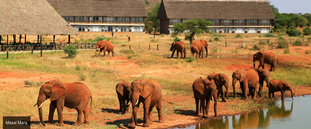 Voyage au cœur du Kenya -  - Kenya
