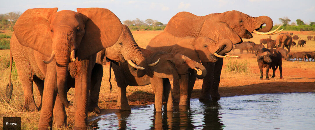 Voyage au cœur du Kenya -  - Kenya