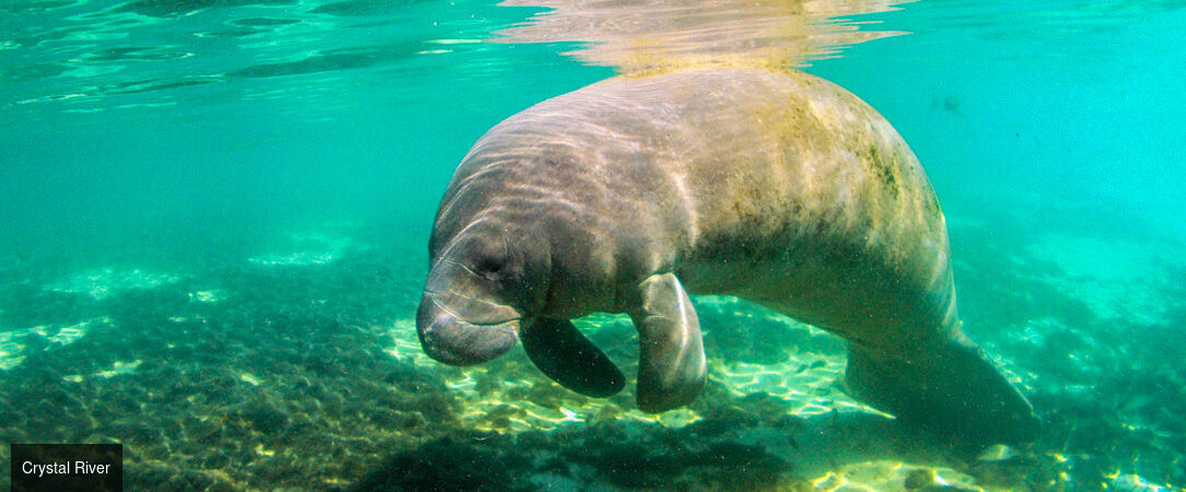 Voyage au cœur des merveilles de Floride - Autotour de 14 nuits à travers la Floride, entre plages mythiques, parcs à thème et nature sauvage. - États-Unis : de Miami à Key Largo