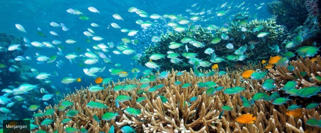 Bali & Java : Voyage entre deux îles -  - Indonésie : Bali & Banyuwangi
