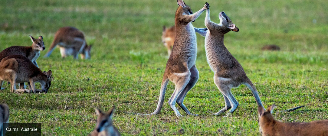 Modernité de Singapour et horizons d'Australie - Circuit de 14 jours entre la modernité étincelante de Singapour et les merveilles naturelles de l’Australie, de Sydney à la Grande Barrière de Corail. - Singapour & Australie