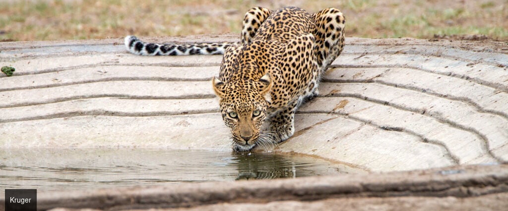 Les couleurs d'Afrique du Sud - Circuit groupé de 10 nuits à travers l’Afrique du Sud et l’Eswatini, entre découverte du Cap, safaris en réserves animalières et immersion culturelle. - Afrique du Sud & Eswatini