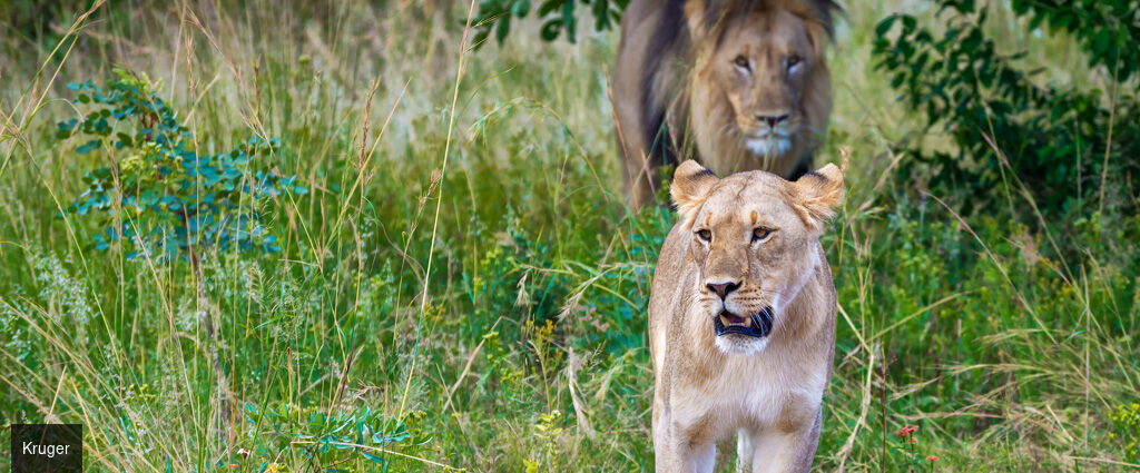 Les couleurs d'Afrique du Sud - Circuit groupé de 10 nuits à travers l’Afrique du Sud et l’Eswatini, entre découverte du Cap, safaris en réserves animalières et immersion culturelle. - Afrique du Sud & Eswatini