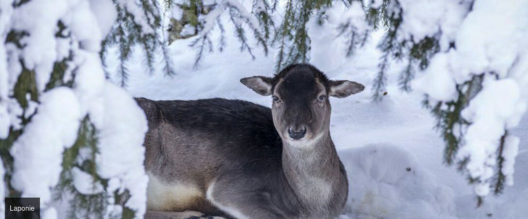 Légendes boréales en Laponie -  - Finlande : Rovaniemi, Laponie
