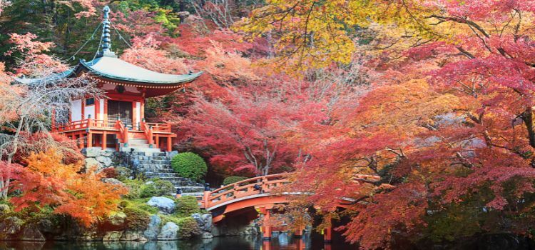 Japon : temples, nature & culture -  - Japon : Tokyo, Osaka